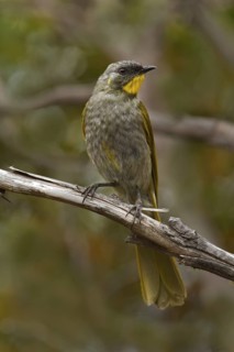 Yellow-throated Honeyeater (Nesoptilotis flavicollis), Tasmania, Australia