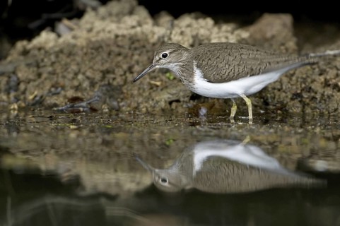Common Sandpiper (Actitis hypoleucos), Saxony, Germany
