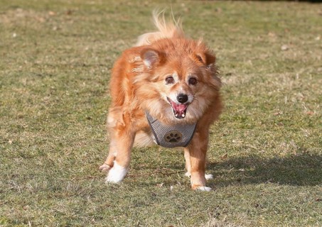 Chihuahua-Spitz crossbreed (Canis lupus familiaris), standing from the front on the meadow, North