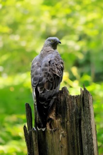 Honey buzzard (Pernis apivorus), adult, perch, vigilant, in summer, Šumava, Czech Republic