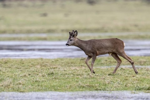 Roe deer (Capreolus capreolus), Lower Saxony, Germany