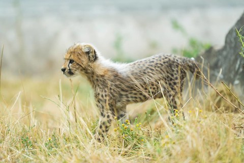 Cheetah (Acinonyx jubatus) youngster walking on a meadow, captive, occurrence Africa