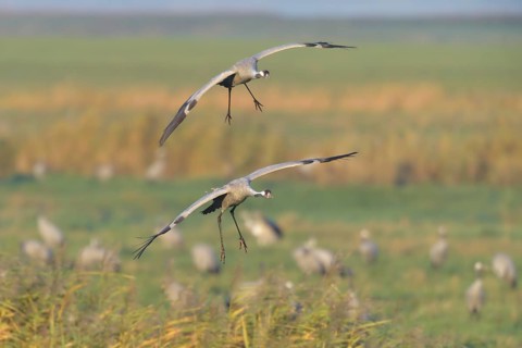 Common Crane (Grus grus) flying, Mecklenburg-Western Pomerania, Germany