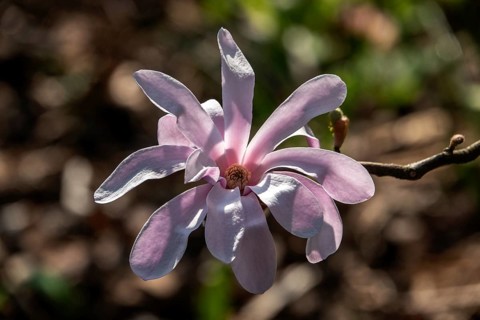 Flower of the star magnolia (Magnolia stellata), Baden-Württemberg, Germany