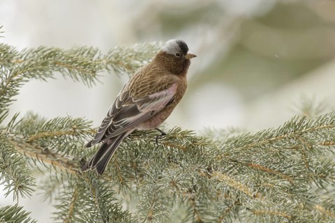 Grey-crowned Rosy Finch (Leucosticte tephrocotis), California, USA