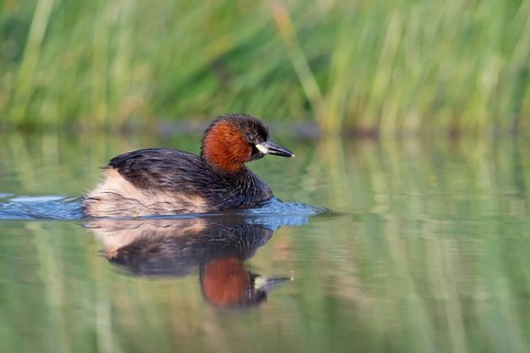 Little Grebe (Tachybaptus ruficollis), Saxony, Germany