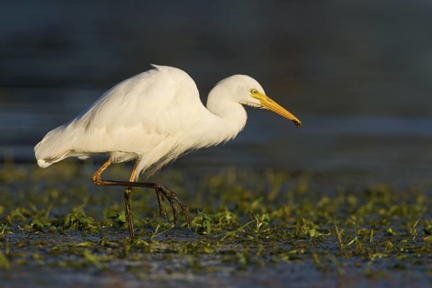 Intermediate Egret (Ardea intermedia) foraging, Queensland, Australia