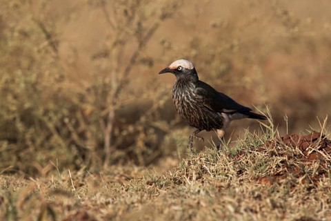 White-crowned Starling (Lamprotornis albicapillus) perched on the ground, Oromia, Ethiopia