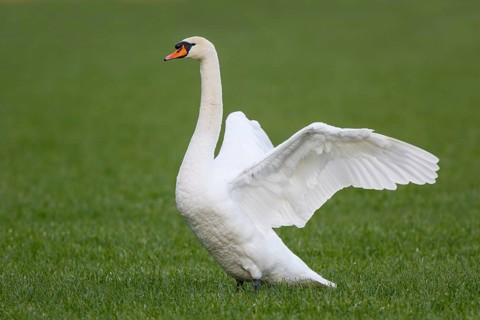Mute Swan (Cygnus olor) flapping, North Rhine-Westphalia, Germany