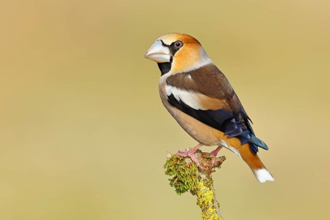 Hawfinch (Coccothraustes coccothraustes), male, sitting on a branch overgrown with moss, North