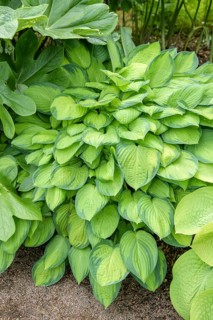 Funkia (Hosta 'Paul's Glory'),  Sweden