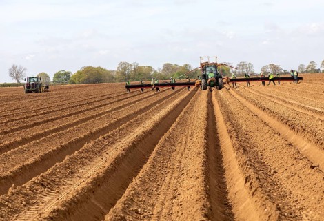 John Deere 6R tractor with wide-boom conveyor system planting platform for potatoes, Shottisham,