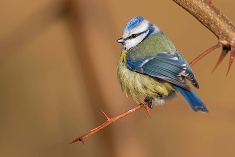 Blue tit, (Parus caeruleus), perch, tit dumpling, biotope, habitat, animals, birds, tits,