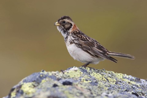 Lapland Longspur (Calcarius lapponicus) female, Varanger, Norway