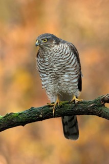 Eurasian Sparrowhawk (Accipiter nisus) young male, Utrecht, Netherlands