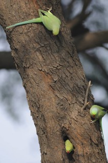 Rose-ringed Parakeet (Psittacula krameri), Keoladeo National Park, India