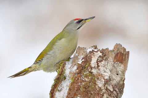 Grey-headed woodpecker (Picus canus), male sitting on the trunk of a grey birch (Betula