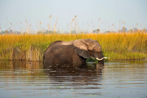 African elephant (Loxodonta africana) in the swamp, Xakanaxa Lagoon, Okavango Delta, Moremi Game