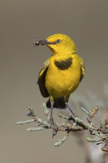 Yellow Chat (Epthianura crocea) male with spider prey, Western Australia, Australia