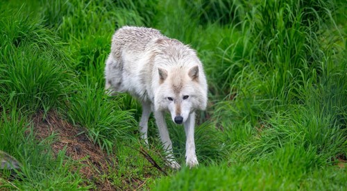 Arctic wolf (Canis lupus arctos), Alaska, USA