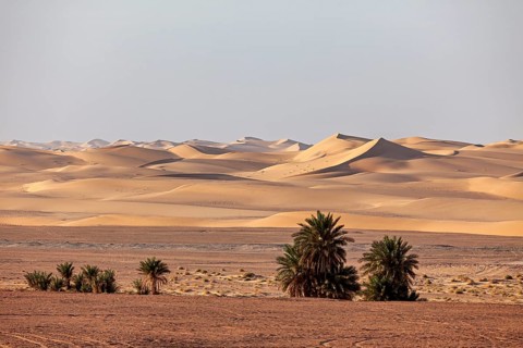 Sand dunes in the background with palm trees in the foreground of a dry desert, The sand dunes of