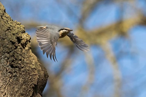 A nuthatch (Sitta europaea) taking off from a tree trunk, Hesse, Germany
