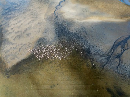 Streams and marshes at low tide with Greater Flamingos (Phoenicopterus ruber). In the wetlands of
