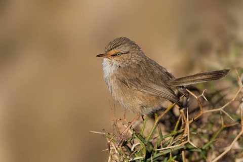 Streaked Scrub-warbler - Wüstenprinie - Scotocerca inquieta ssp. saharae, Morocco