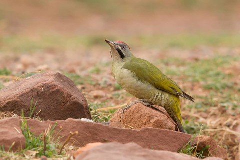 Levaillant's Woodpecker (Picus vaillantii) male, Morocco