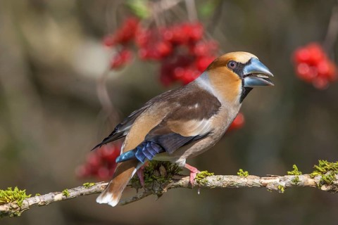A hawfinch (Coccothraustes coccothraustes), male with open beak on a branch, surrounded by red