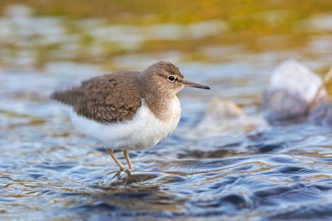 Flussuferläufer, Flußuferläufer, Common Sandpiper, Actitis hypoleucos, Tringa hypoleucos, Chevalier
