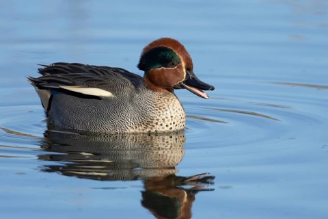 Common teal duck (Anas crecca) adult male bird calling on a lake, England, United Kingdom