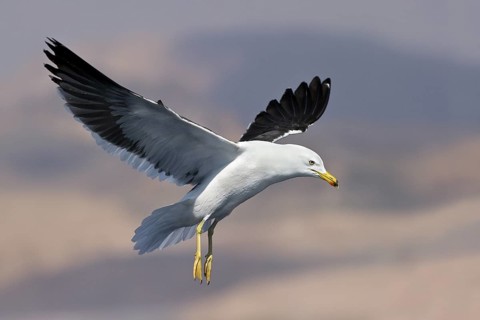 Lesser Black-backed Gull (Larus fuscus) flying, Eilat, Israel