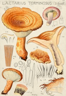 Mushroom, fungus, birch milk mushroom, Lactarius torminosus, authentic reproduction of an