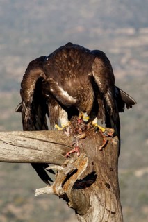 Golden Eagle (Aquila chrysaetos) immature, first winter plumage eating a rabbit, Castile and Leon,