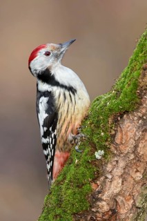 Middle Spotted Woodpecker (Dendrocoptes medius) climbing up old mossy tree trunk, Poland