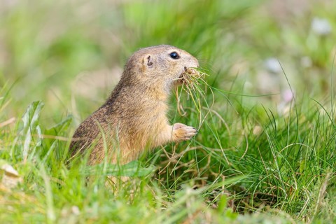 A fully grown European ground squirrel (Spermophilus citellus) carries nesting material in its