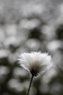 Sheath cottongrass (Eriophorum vaginatum), Emsland, Lower Saxony, Germany