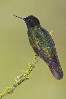 Velvet-purple Coronet (Boissonneaua jardini), Ecuador