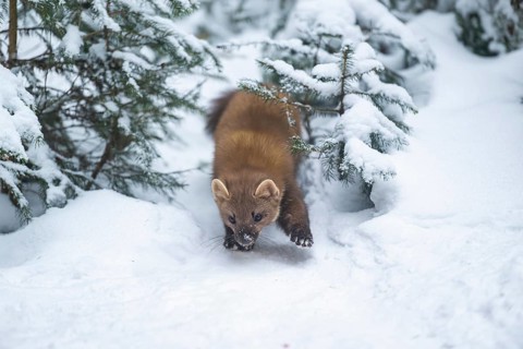 European pine marten (Martes martes) standing in the snow in winter, National Park Bavarian Forest,