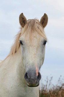White Camargue horse in nature in front of a cloudy sky, Camargue, France
