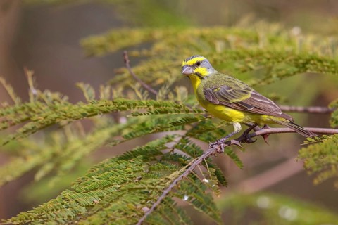 Mozambique Canary, Crithagra mozambica, Serinus mozambicus, Yellow-fronted Canary, Serin du