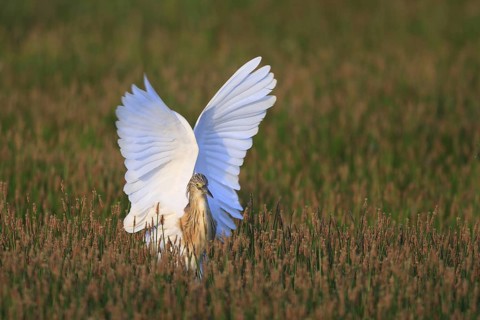 Squacco Heron (Ardeola ralloides), Greece