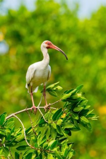 White Ibis Eudocimus albus San Blas, Nayarit, Mexico 7 June Adult Threskiornithidae