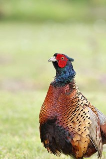 Pheasant, hunting pheasant (Phasianus colchicus), adult male bird in a meadow, animal portrait,