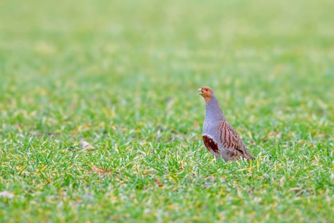 Grey partridge, English partridge, hun (Perdix perdix) male, cock calling in field, meadow in