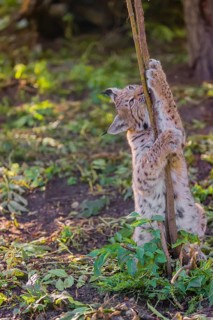One young Eurasian lynx, (Lynx lynx), plays with a young tree at a forest edge
