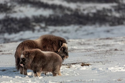 The musk ox cow (Ovibos moschatus) looks visibly irritated at the calf, baby animals, winter, snow,