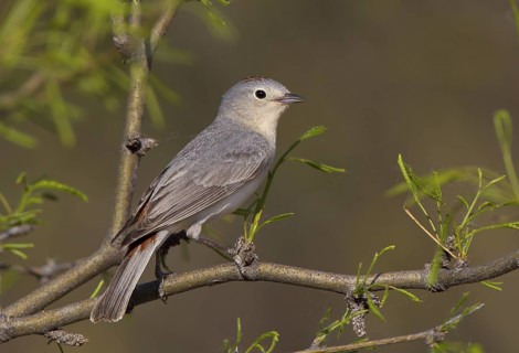 Lucy's Warbler, male