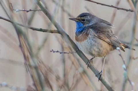Bluethroat (Luscinia svecica), Emsland, Lower Saxony, Germany